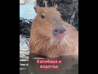 capybara and capybara (1)